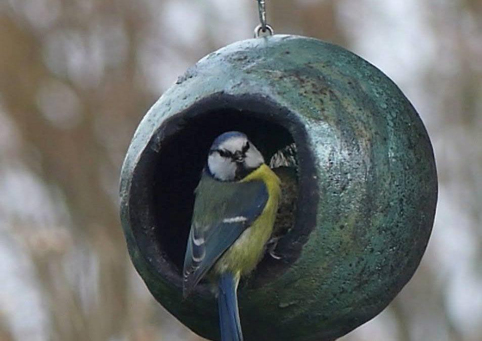 Pour faire le portrait d’un oiseau