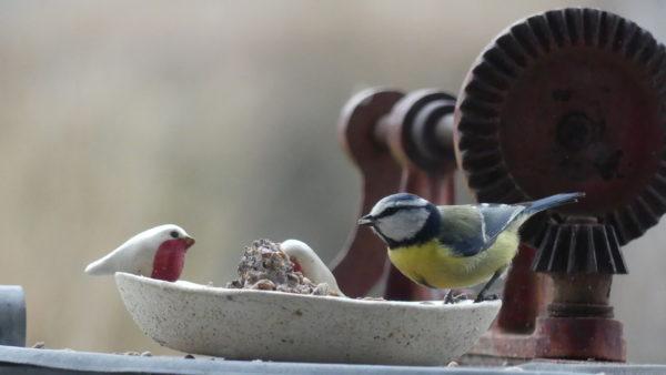 Abreuvoir oiseaux extérieur, décorée de deux rouges gorges