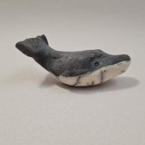 Baleine à bosse  - baleineau