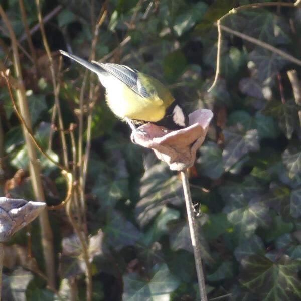 mésange picorant dans une fleurs en céramique