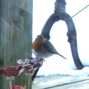 distributeur graines pour oiseaux. Fleurs rouge en grès