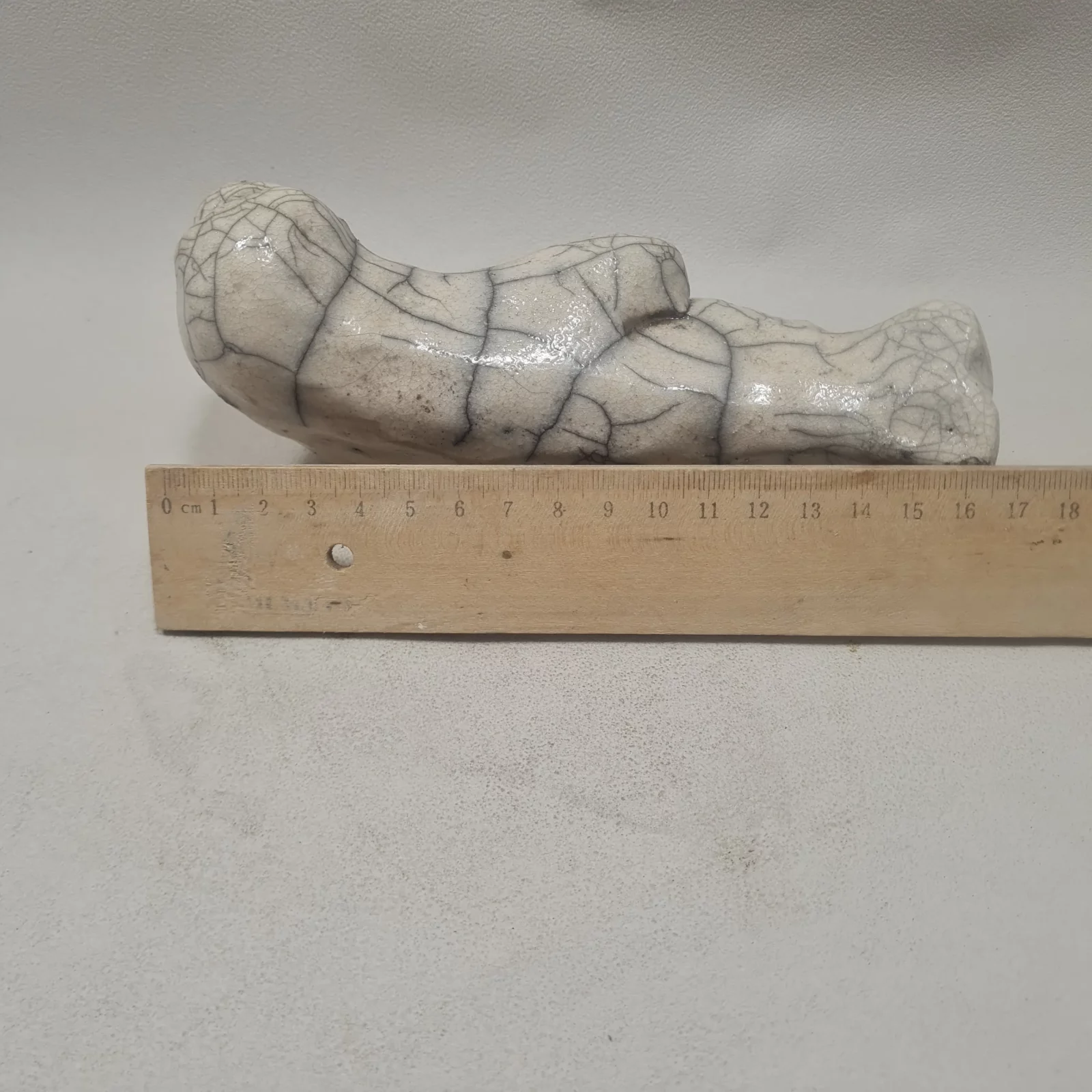 Phoque - Veau marin – Image 4